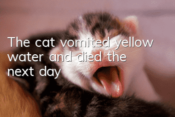 The cat vomited yellow water and died the next day