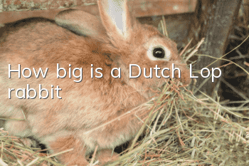 How big is a Dutch Lop rabbit?