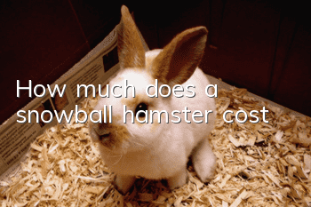 How much does a snowball hamster cost?