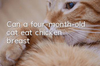 Can a four-month-old cat eat chicken breast?