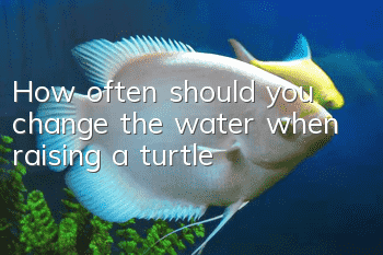 How often should you change the water when raising a turtle?