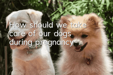 How should we take care of our dogs during pregnancy?