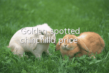 Golden spotted chinchilla price