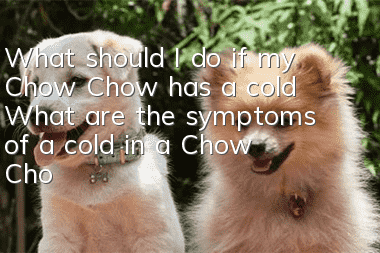 What should I do if my Chow Chow has a cold? What are the symptoms of a cold in a Chow Chow?