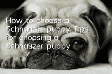 How to choose a Schnauzer puppy? Tips for choosing a Schnauzer puppy!