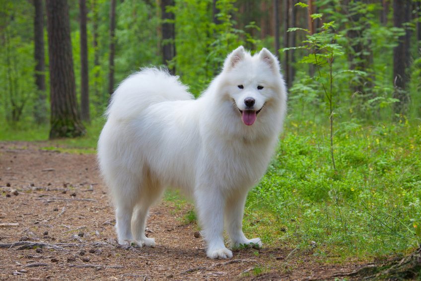 What should Samoyed pay attention to when changing his teeth